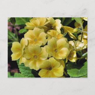 Carte postale de photographie à fleurs de Primrose