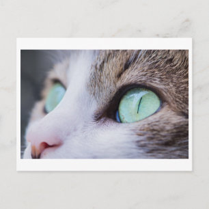 CARTE POSTALE DE PHOTOGRAPHIE DE CAT À YEUX VERT