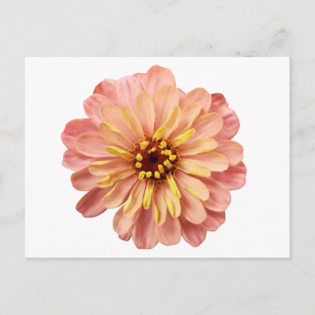 Carte postale de photographie de fleurs de Zinnia  (Devant)