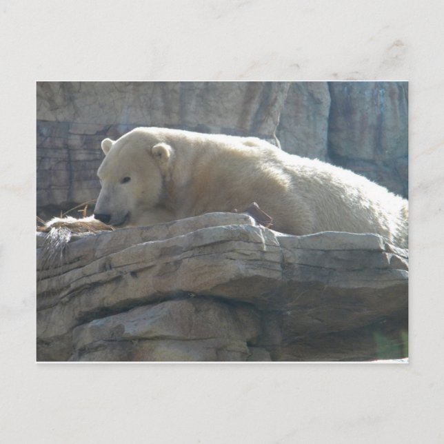 Carte postale de photographie de la faune arctique (Devant)