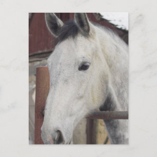 Carte postale de photos de chevaux arabes blancs