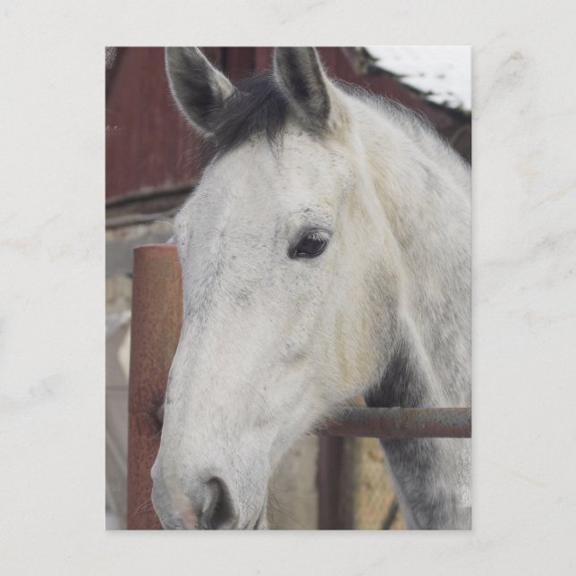 Carte postale de photos de chevaux arabes blancs (Devant)