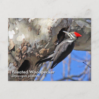 Carte postale de Pic à tête rouge