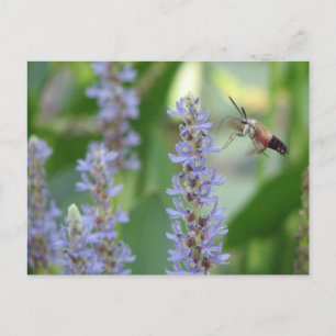 Carte postale de Pickerel et de mite