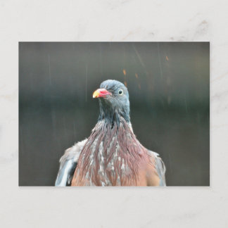 Carte postale de pigeon mouillé