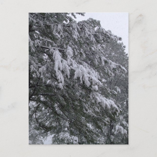 Carte postale de pin d'hiver (Devant)