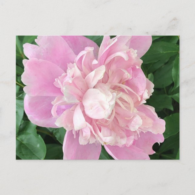 Carte postale de pivoine (Devant)