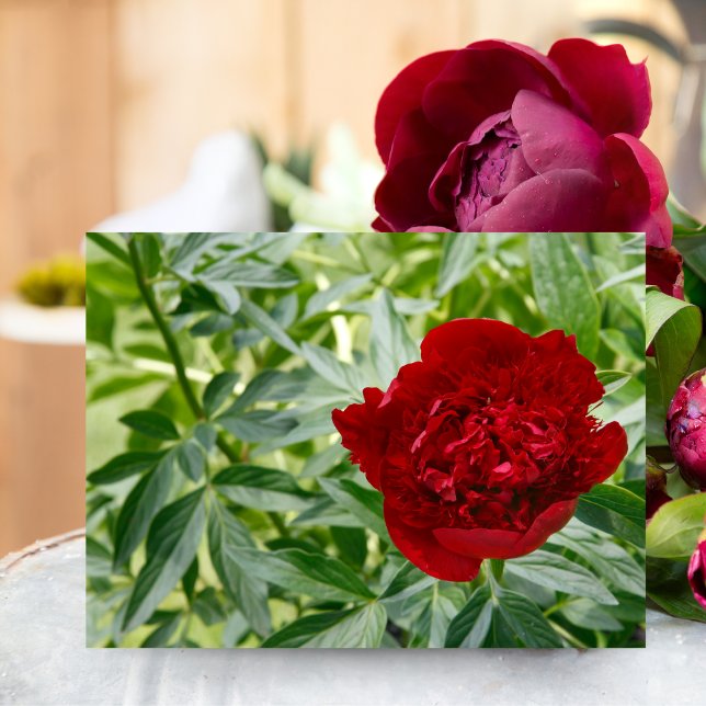 Carte postale de pivoine Red Charm (Capture timeless elegance with this Red Charm Peony, perfect for any nature lover.)