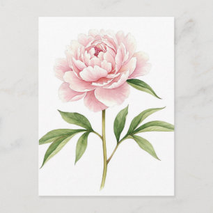 Carte postale de pivoine rose
