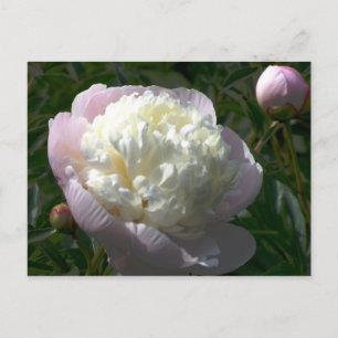 Carte postale de pivoines roses et crème