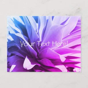 Carte postale de plante succulente rose bleu viole