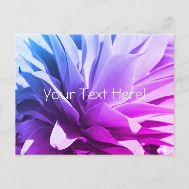 Carte postale de plante succulente rose bleu viole (Devant)