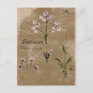 Carte postale de Plante vintage Herbe Valérienne