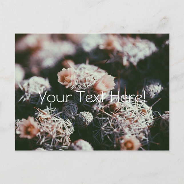 Carte postale de plantes de cactus en fleurs (Devant)