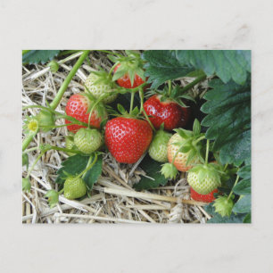 Carte postale de plants de fraisiers dans le jardi