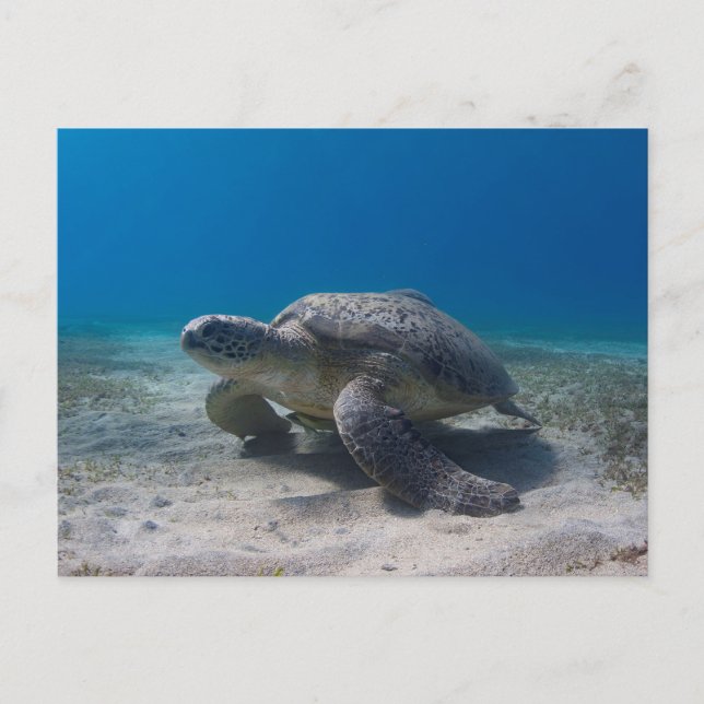 Carte postale de plongée sous-marine tortue (Devant)