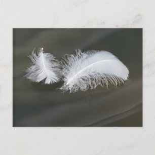 Carte postale de plumes d'oie flottantes