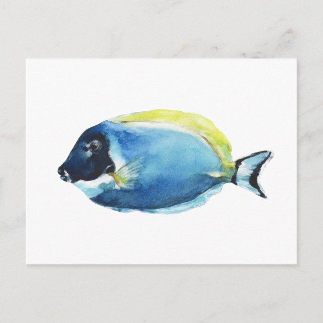Carte postale de Poisson Tang Bleu Poudre (Devant)