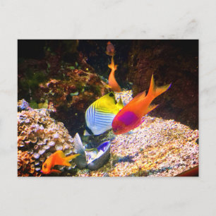 Carte postale de poissons