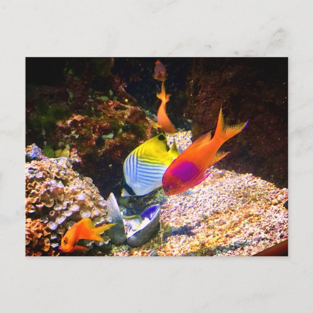 Carte postale de poissons (Devant)