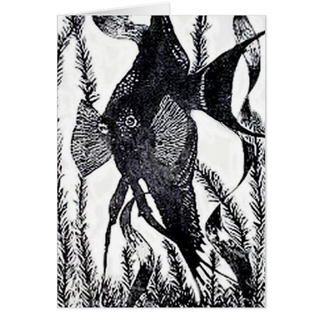Carte postale de poissons d'ange (Devant)