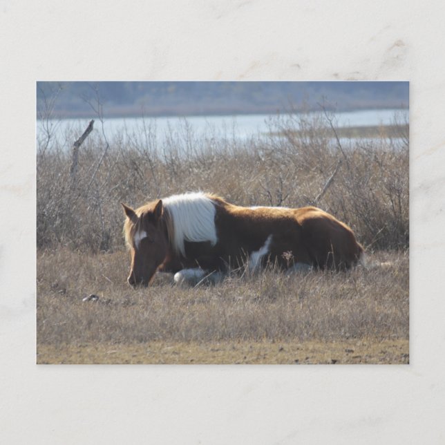 Carte postale de poney paisible. (Devant)