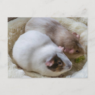 Carte postale de porc de Guinée mignonne