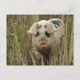 Carte postale de porc mignon