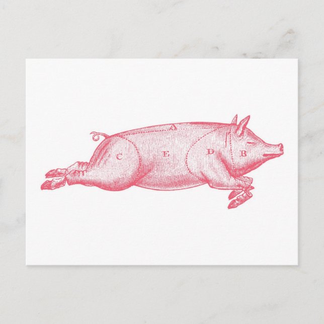 Carte postale de porc rose (Devant)