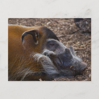 Carte postale de porc vietnamien