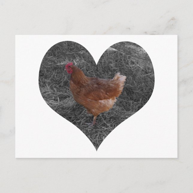 Carte postale de poulet en forme de coeur (Devant)