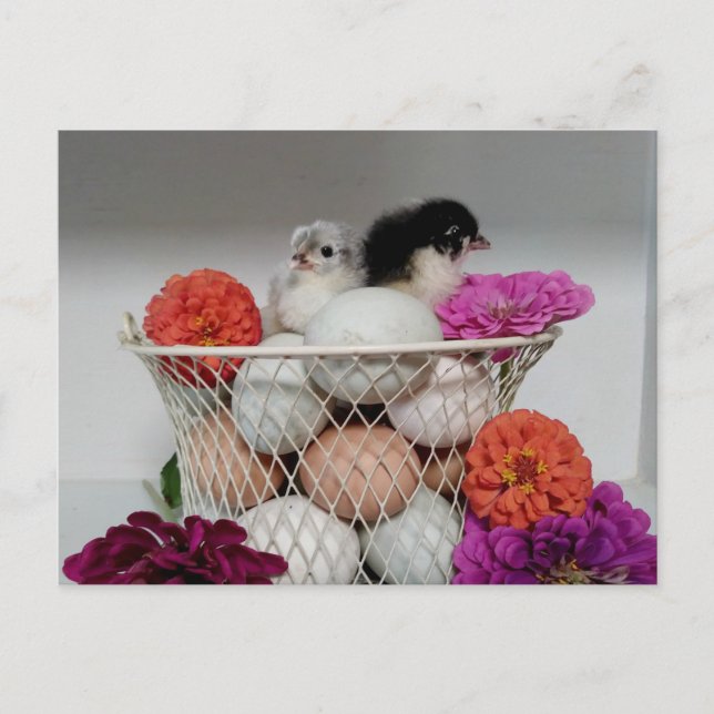 Carte postale de poulets de bébé mignons (Devant)
