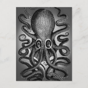 Carte postale de poulpe