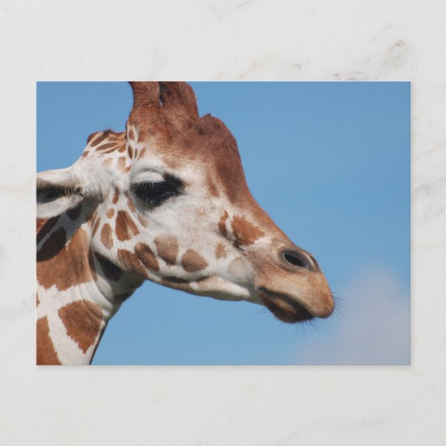 Carte postale de profil de girafe (Devant)