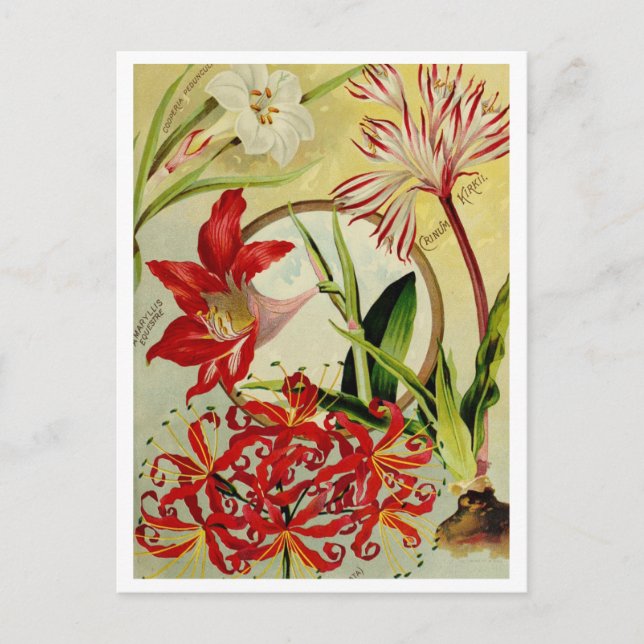 Carte postale de publicité de graines anciennes (Devant)