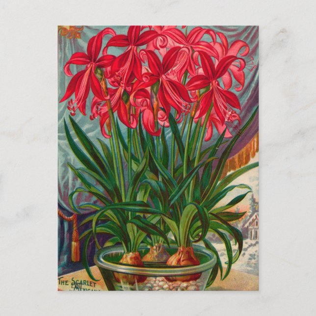 Carte postale de publicité de graines anciennes (Devant)