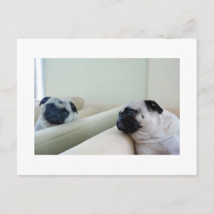 Carte postale de Pug Miroir