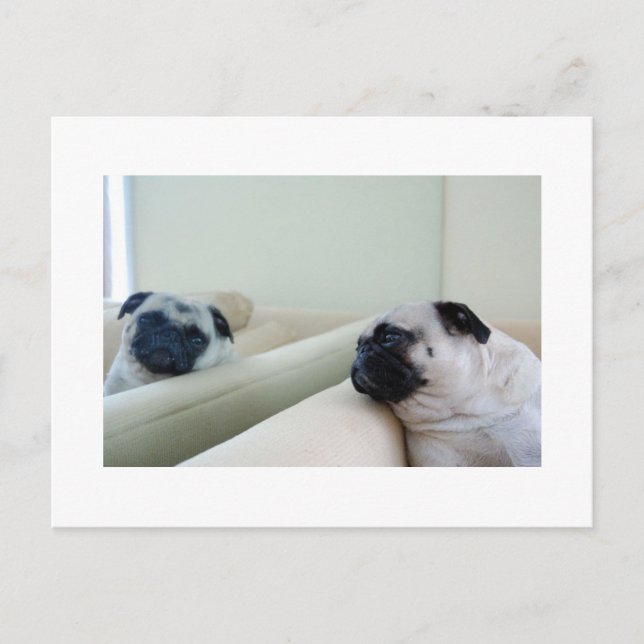 Carte postale de Pug Miroir (Devant)