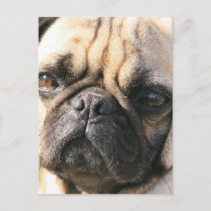 Carte postale de race de chien carlin