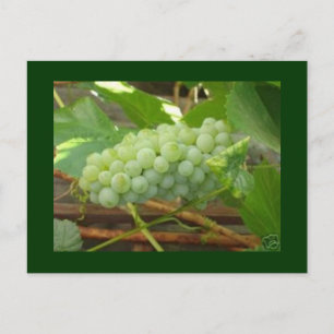 carte postale de raisins verts