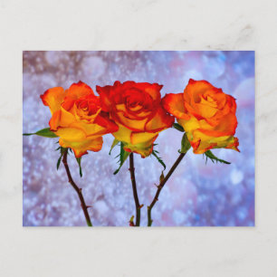 Carte postale de rangée de roses orange et jaune
