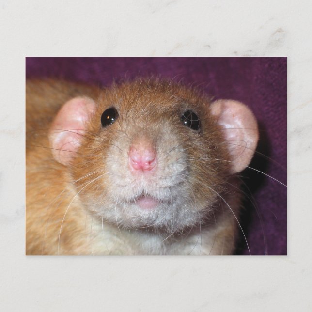 Carte postale de rat Dumbo (Devant)