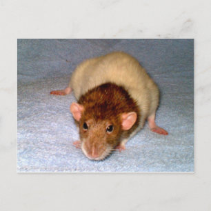 Carte postale de rat Dumbo Cute