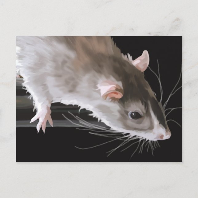 Carte postale de rat mignon (Devant)