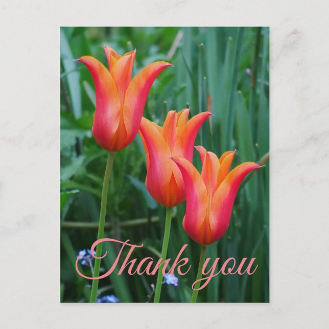 Carte postale de remerciement aux tulipes (Devant)