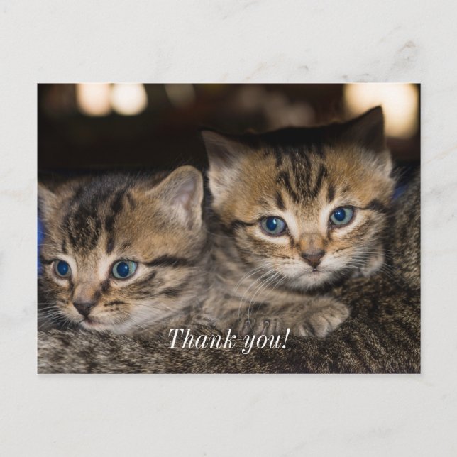 Carte postale de remerciement avec les chatons sur (Devant)