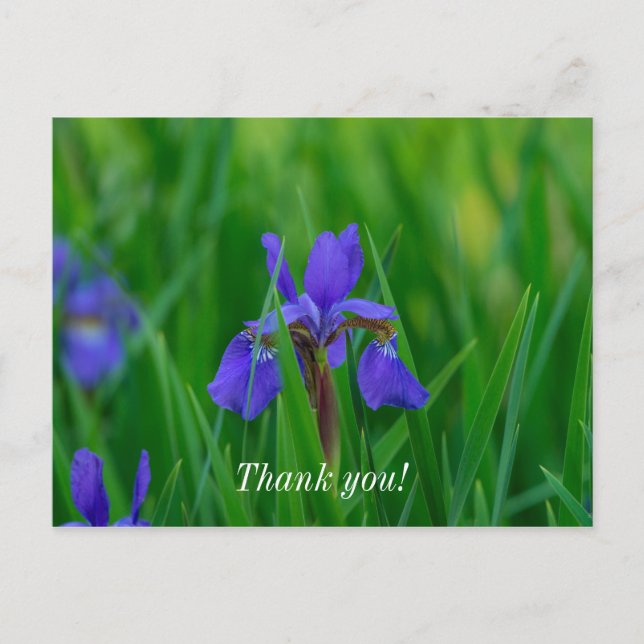 Carte postale de remerciement Blue Dutch Among Lea (Devant)