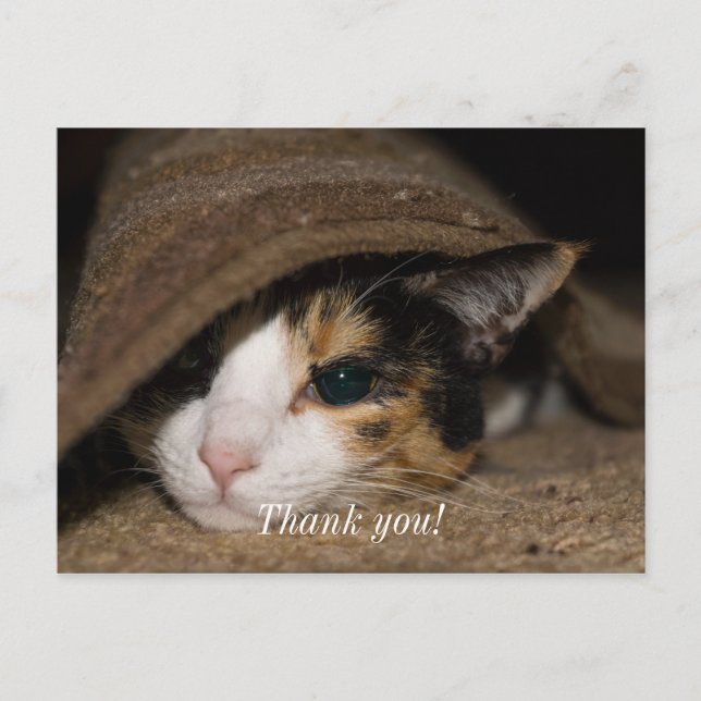Carte postale de remerciement Calico Taco (Devant)