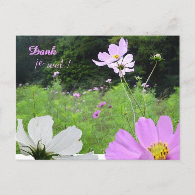 Carte postale de remerciement Cosmea, champ de fle (Devant)
