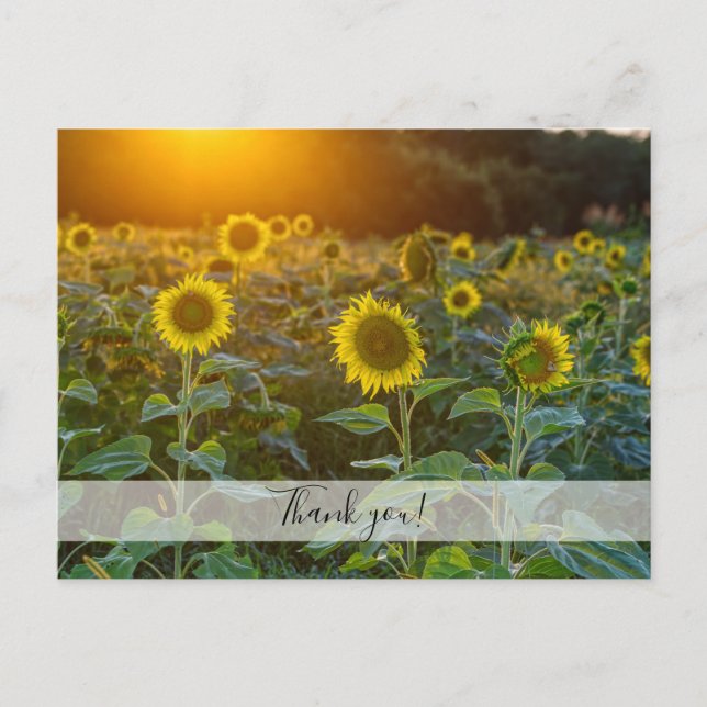Carte postale de remerciement Coucher de soleil au (Devant)